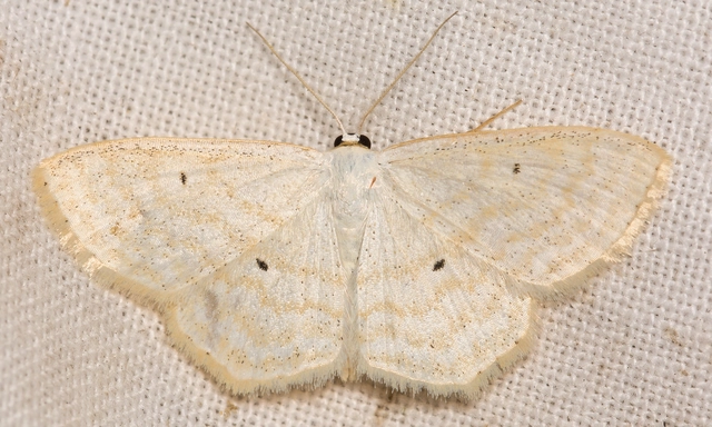 Scopula immutata - réti fehéraraszoló