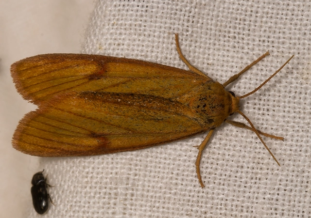 Diacrisia sannio - vörösszélű medvelepke