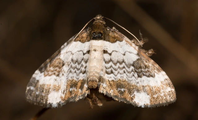 Melanthia procellata - hullámos tarkaaraszoló