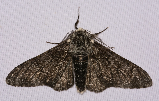 Biston betularia - szürkepettyes araszoló