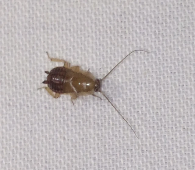 Ectobius Ectobius