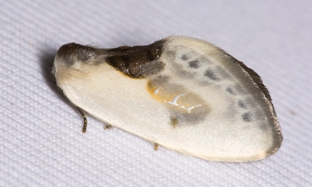 Cilix glaucata - törpe sarlósszövő