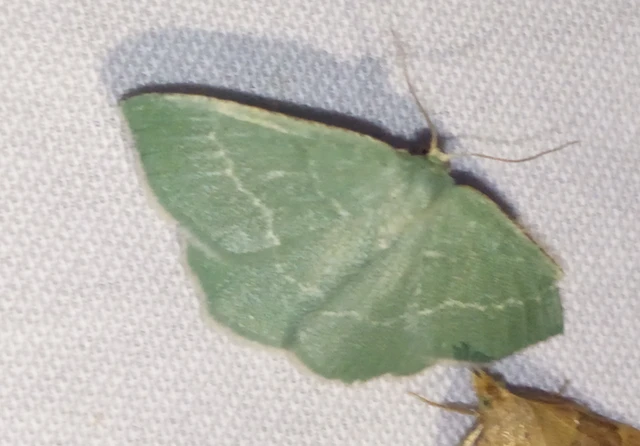 Chlorissa cloraria - sárgászöld araszoló