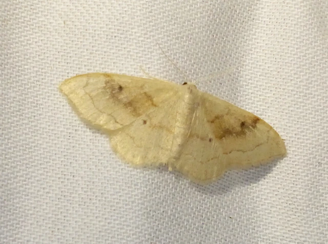Idaea rubraria - vörössávos araszoló