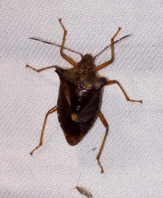 Pentatoma rufipes - vöröslábú címerespoloska Pentatoma rufipes - vöröslábú címerespoloska