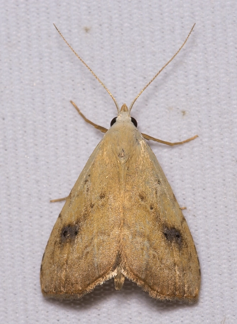 Rivula sericealis - selymes lórombagoly