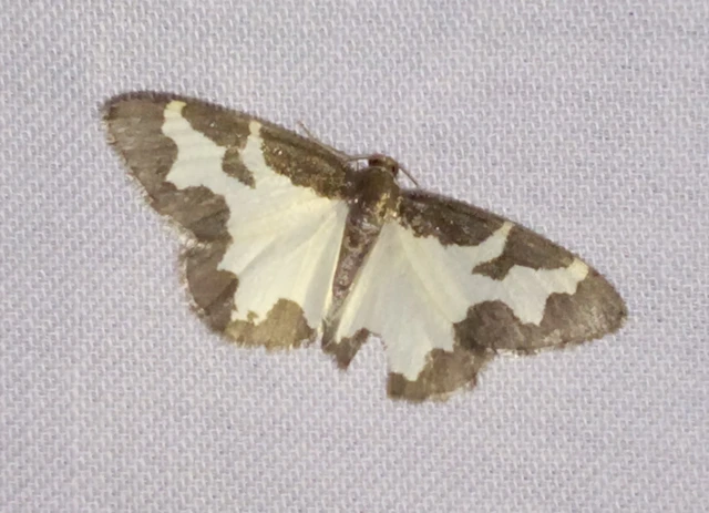 Lomaspilis marginata - szegélyes nyárfaaraszoló