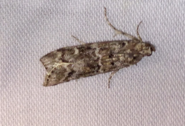 Dioryctria