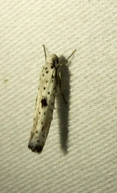Yponomeuta plumbella - pókhálós bengemoly