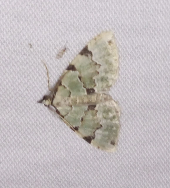 Colostygia pectinataria - zöld levélaraszoló