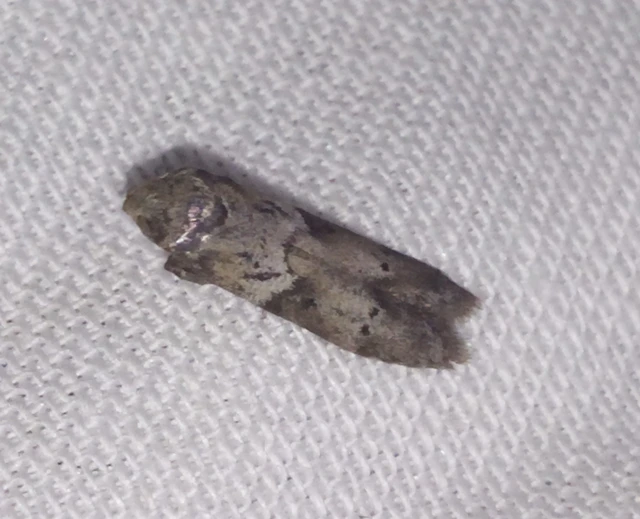 Blastobasis