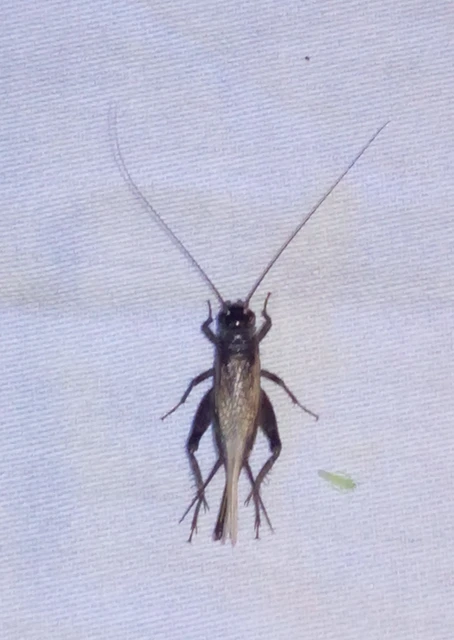 Eumodicogryllus bordigalensis - bordói tücsök