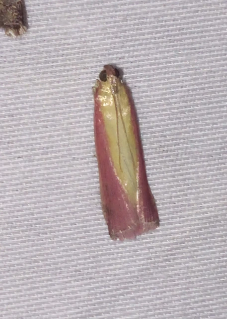 Oncocera semirubella - lucernamoly