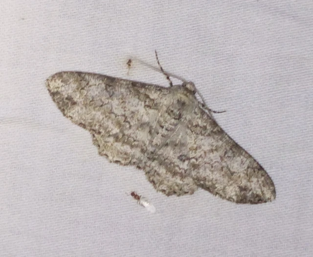 Ascotis selenaria - holdas faaraszoló