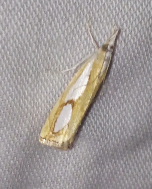 Catoptria