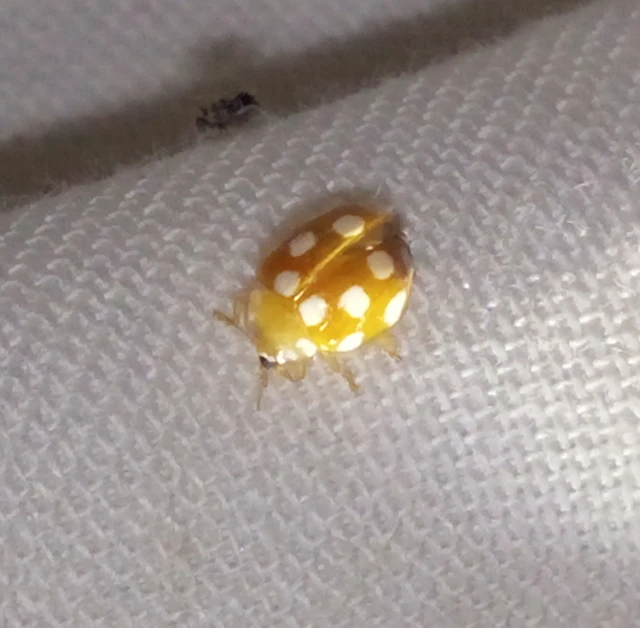 Vibidia duodecimguttata - tizenkétcseppes füsskata