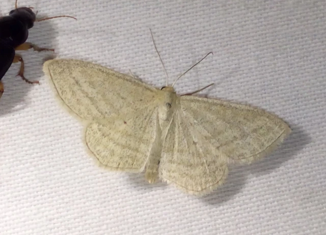Scopula virgulata - vesszős sávosaraszoló