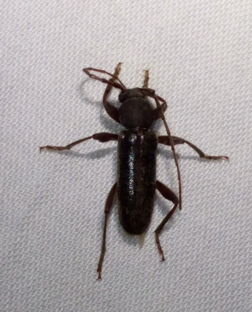 Trichoferus campestris - szállóvendég éjicincér