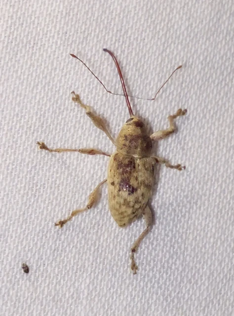 Curculio elephas - gesztenyezsuzsóka