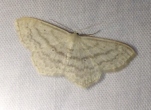 Scopula nigropunctata - feketepettyes araszoló