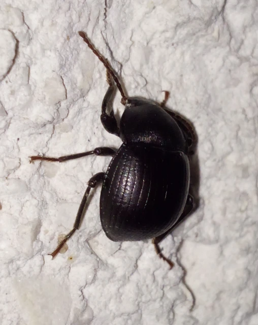 Accanthopus velikensis