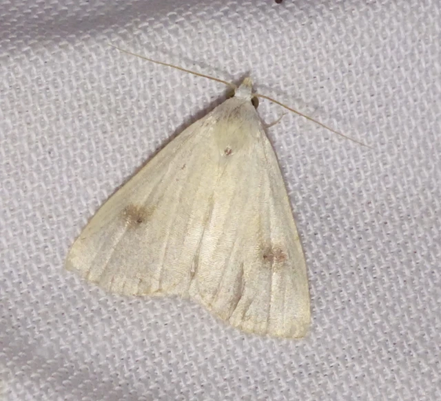 Rivula sericealis - selymes lórombagoly