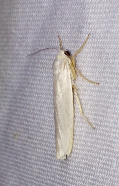 Eilema pseudocomplana - hamis zuzmószövő