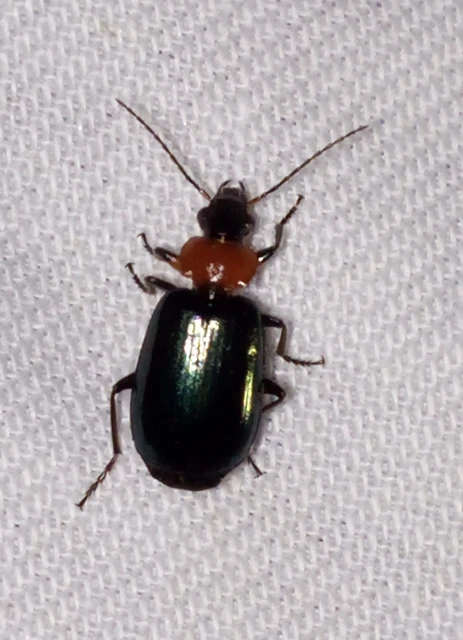 Lebia cyanocephala - pompás cserjefutó