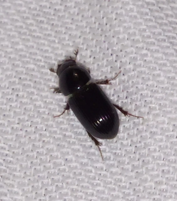 Aphodius varians - változékony trágyabogár
