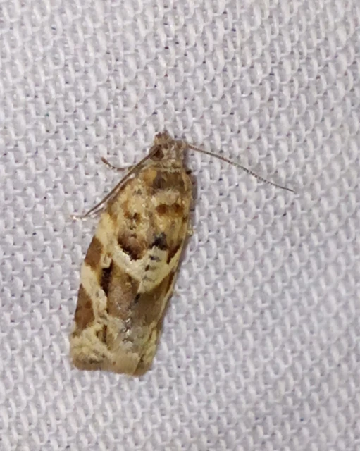 Argyrotaenia ljungiana - ékes sodrómoly