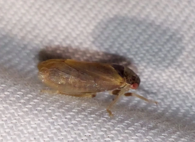 Iassus