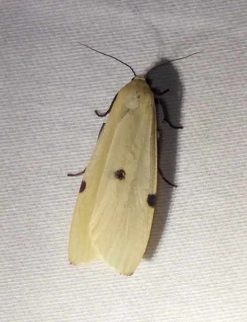 Lithosia quadra - négypettyes zuzmószövő