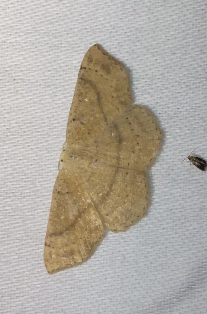 Cyclophora ruficiliaria - vörösrojtú pettyesaraszoló