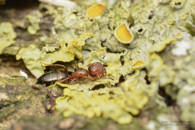 Colobopsis truncata - kapushangya