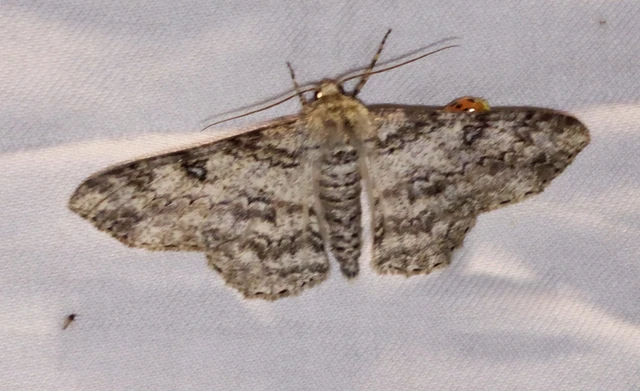 Ascotis selenaria - holdas faaraszoló