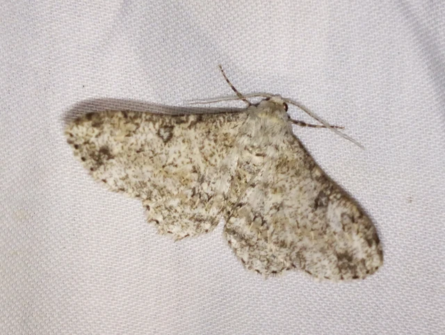 Ascotis selenaria - holdas faaraszoló
