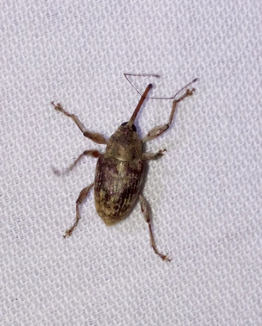 Curculio elephas - gesztenyezsuzsóka