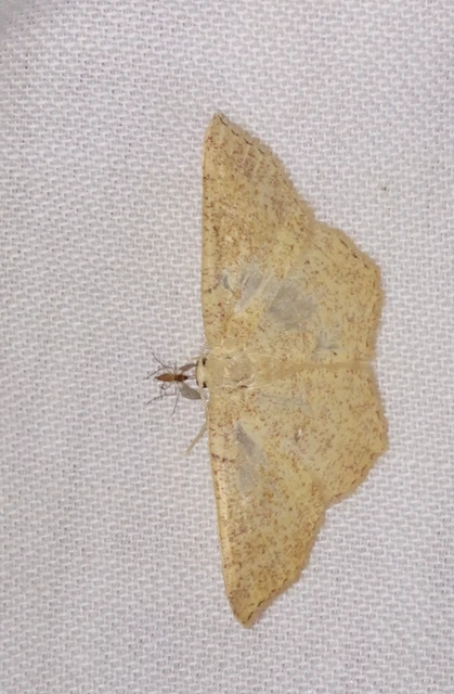 Cyclophora ruficiliaria - vörösrojtú pettyesaraszoló