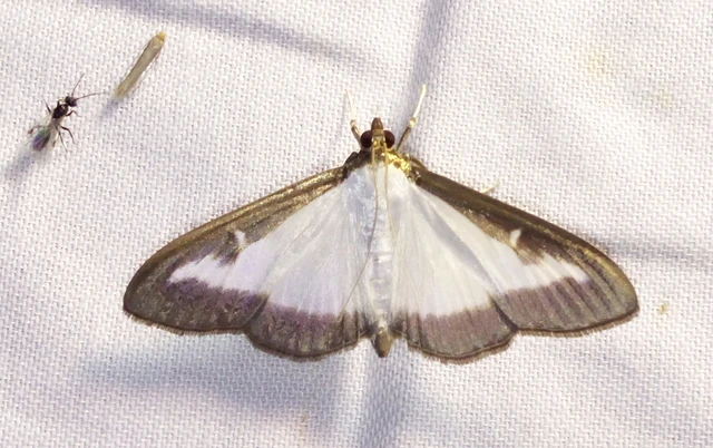 Cydalima perspectalis - puszpáng-tűzmoly