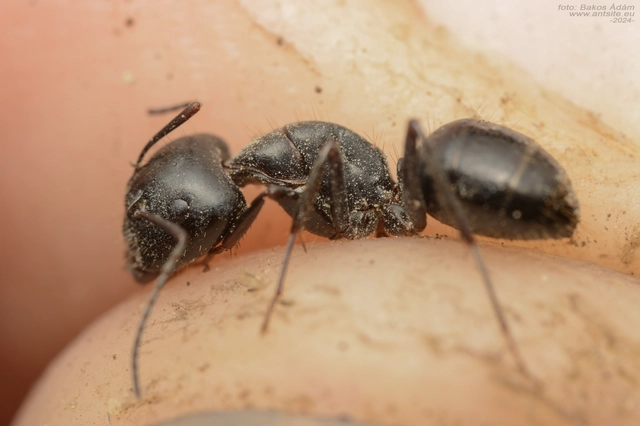 Camponotus aethiops - szőrös lóhangya