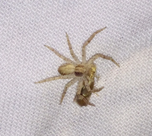 Philodromus
