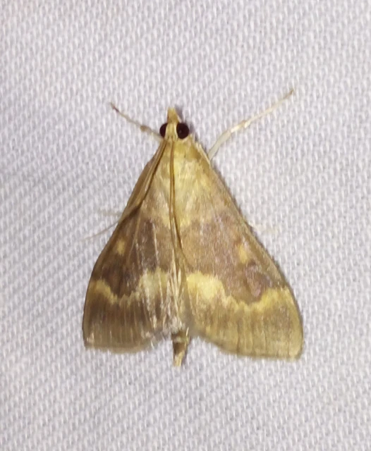 Ostrinia nubilalis - kukoricamoly