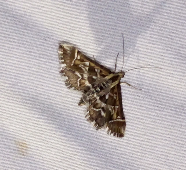 Diasemia reticularis - betűmintás tűzmoly