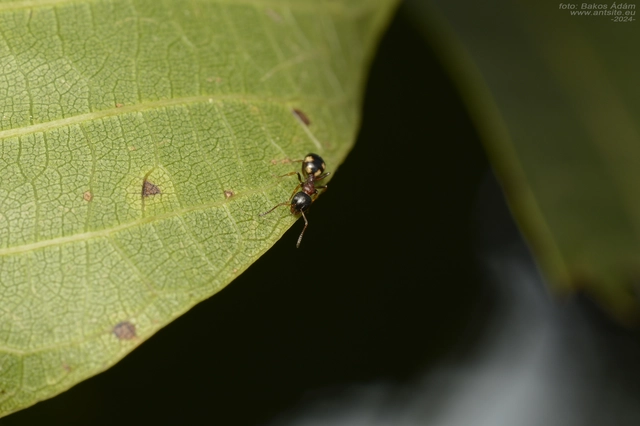 Dolichoderus quadripunctatus - négypettyes erdeihangya