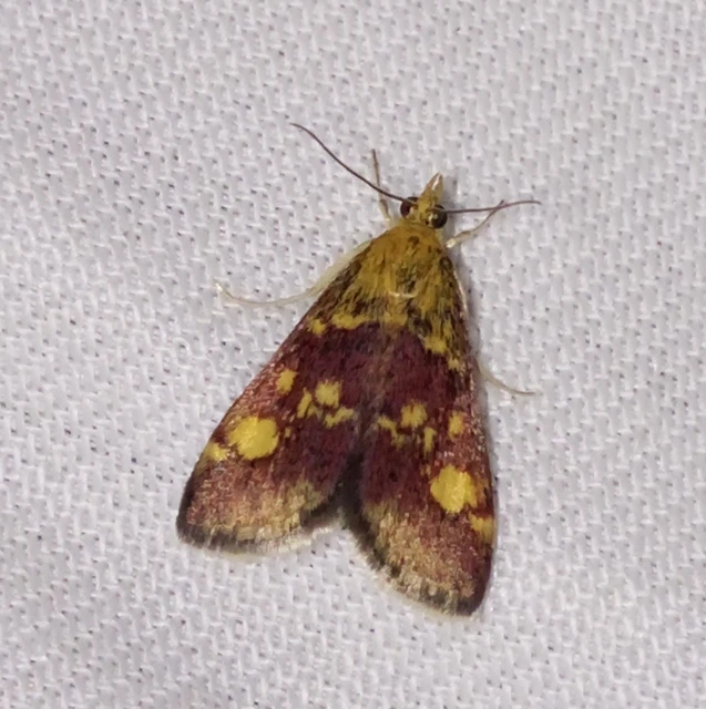 Pyrausta aurata - aranyló bíbormoly