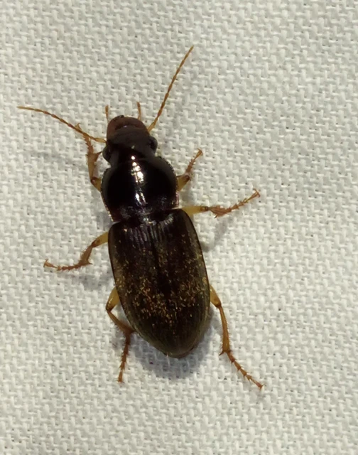 Harpalus griseus - kis selymesfutó