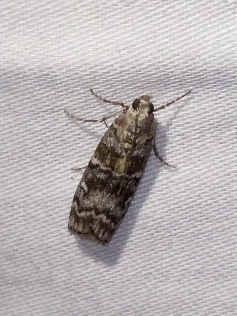 Dioryctria