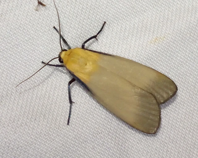 Lithosia quadra - négypettyes zuzmószövő