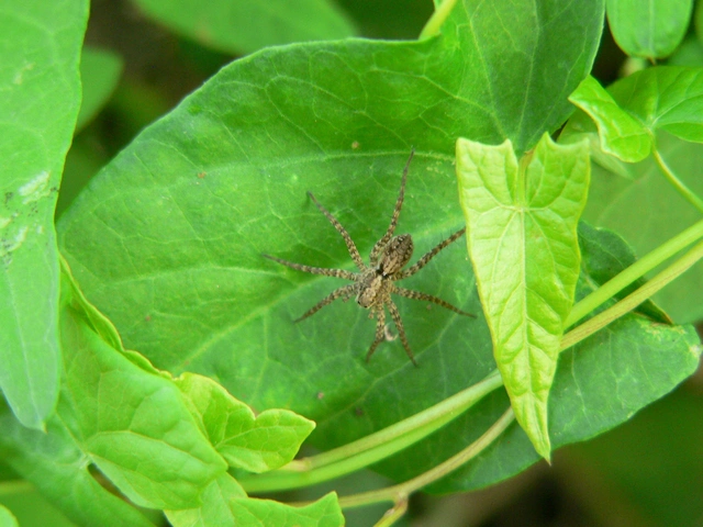 Pardosa