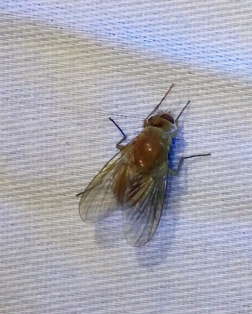 Phaoniinae